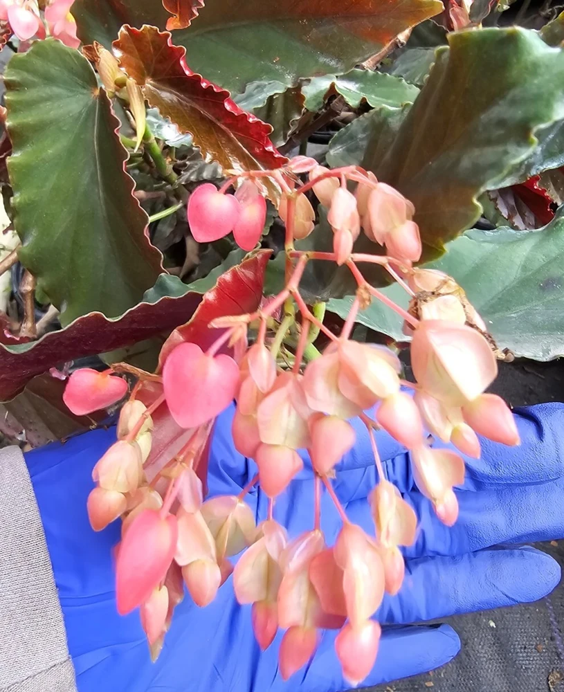 Torch Pink Angel Wing Begonia Live Plant - 10-12" Tall, Potted in 4" Pot - Image 1