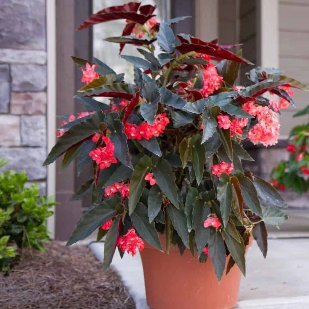 Torch Red Angel Wing Begonia Live Plant – 7 to 12" Tall – Potted in 4" Pot – Indoor/Outdoor - Image 1