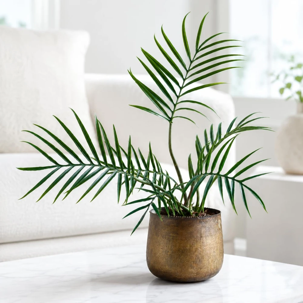 Tortum Philodendron Live Plant – 4-8 Inch Tall Indoor Houseplant for Living Room - Image 1