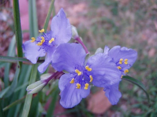 Tradescantia bracteata Prairie Spiderwort Seeds - 15 Count - Perennial - Image 1