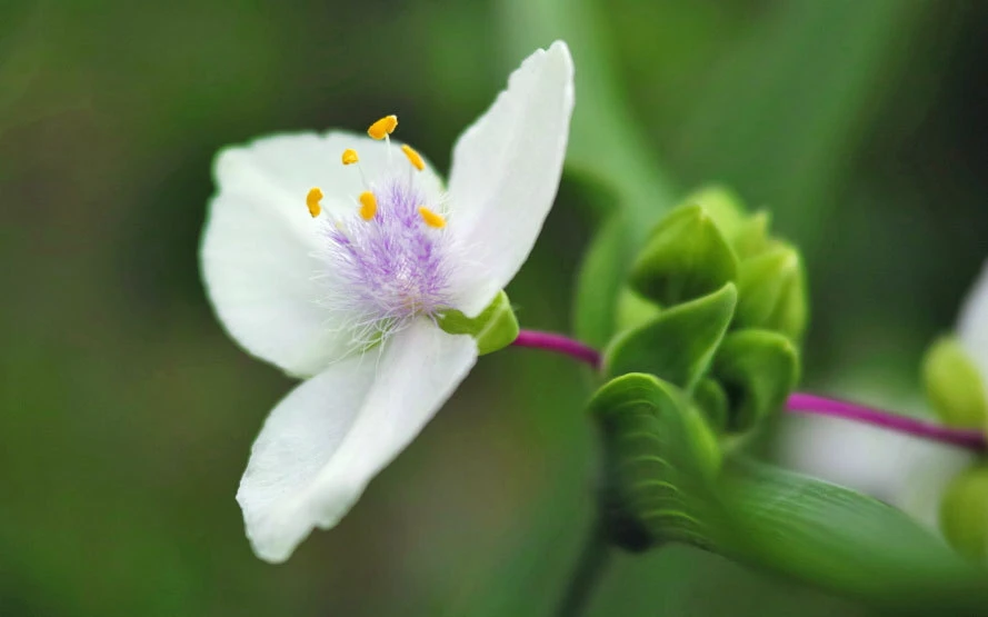 Tradescantia Ohiensis Alba Seeds - White Spiderwort, 5 Seed Pack for Garden - Image 1