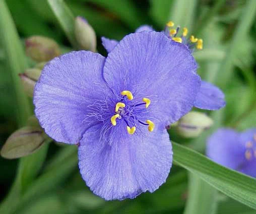 Tradescantia ohiensis Ohio Spiderwort Seeds - 20 Seed Pack - Image 1