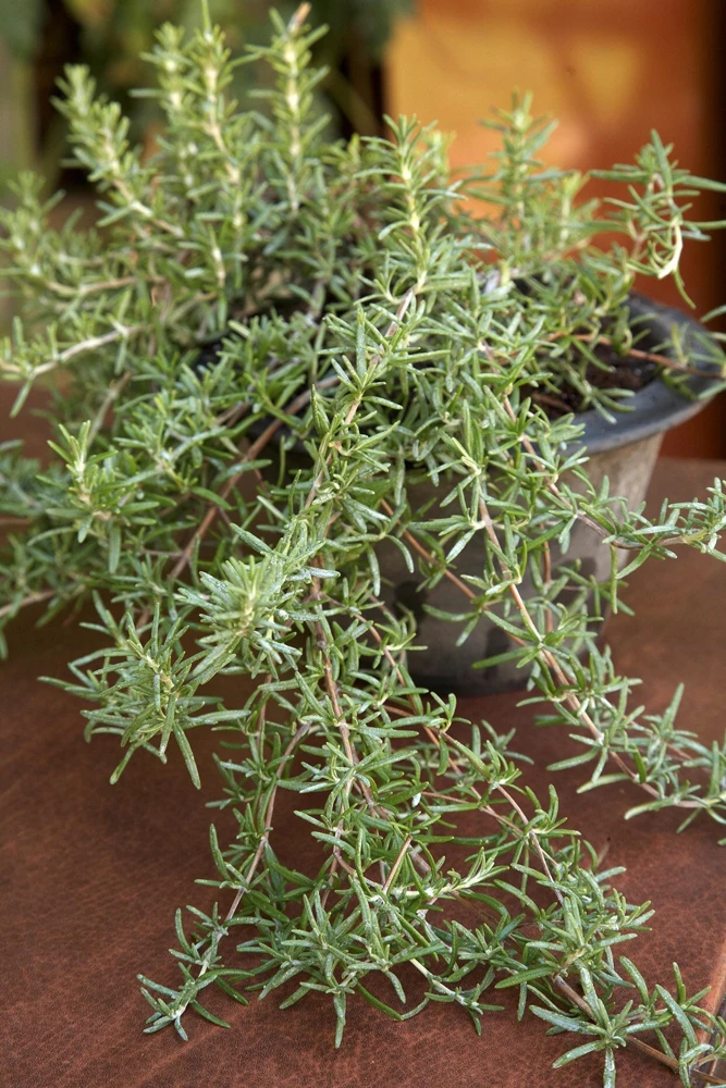 Trailing Rosemary Live Plant – 1 Gallon Pot – Outdoor Groundcover Herb – Zones 6-10 - Image 1