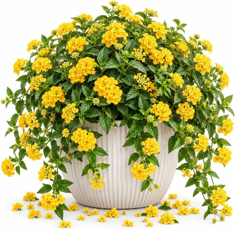 Trailing Yellow Lantana Live Plant – 4-7 Inches Tall Starter Plant – Outdoor - Image 1