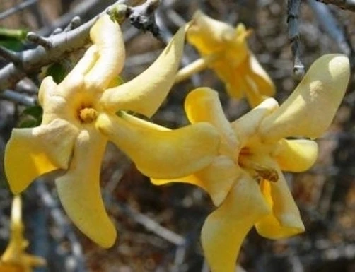 Transvaal Gardenia Seeds - Gardenia volkensii - 10 Seeds - Image 1