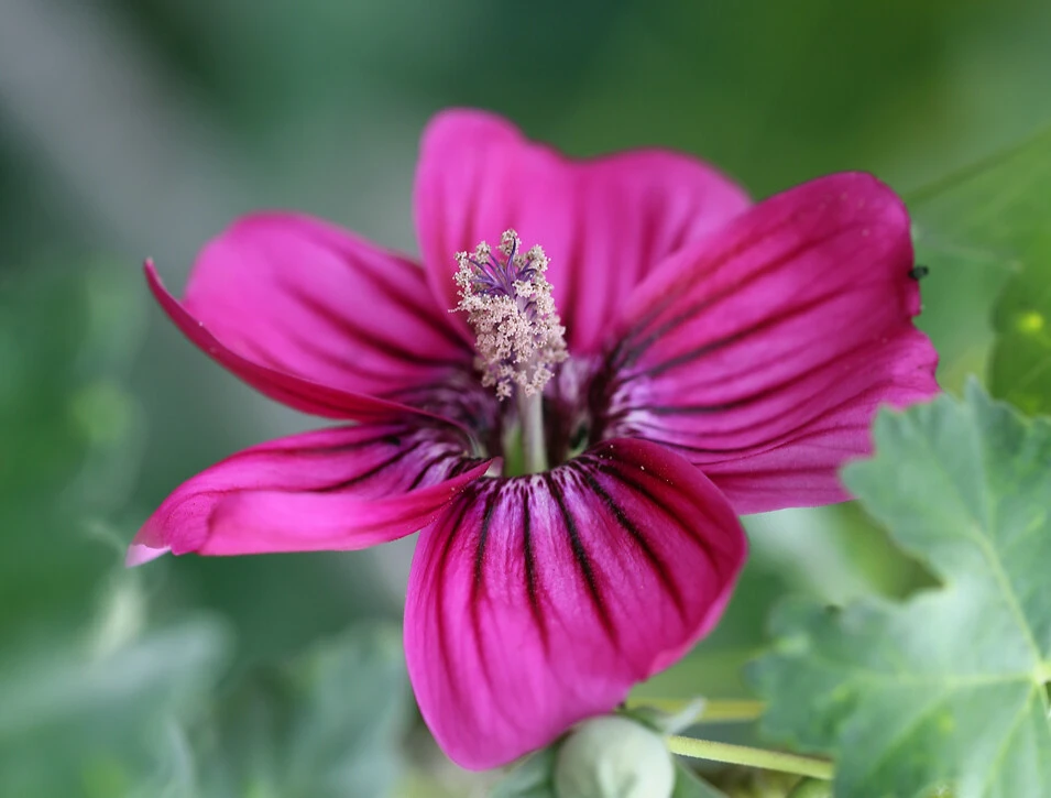 Tree Mallow Seeds - Island Mallow, Mission Mallow, Royal Mallow - 20 Perennial Seeds - Image 1