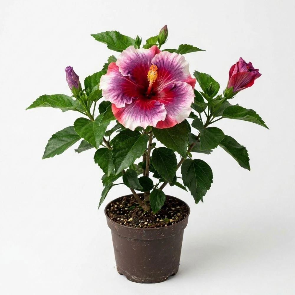 Tricolor Hibiscus Live Plant - 5-7 Inch Starter - Red, Purple, White Tropical Flower Bush - Image 1