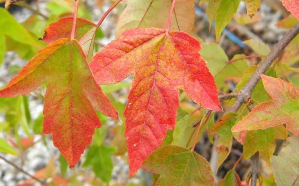 Trident Japanese Maple Live Plant – Acer buergerianum – 4 inch Pot – Outdoor Deciduous Tree - Image 1