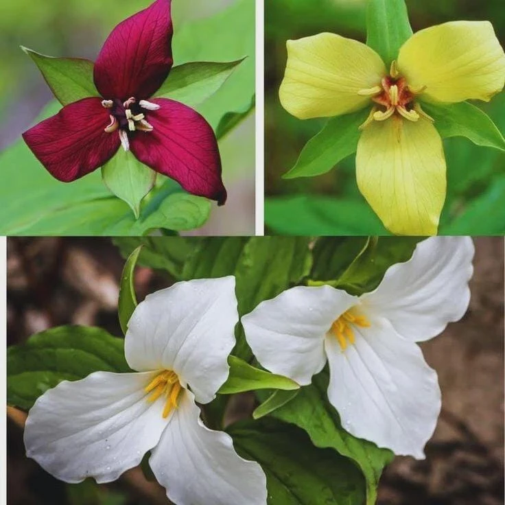 Trillium Mixed Colors Bare Root Wildflowers - Red, White, Yellow - 15 Count - Zones 4-8 - Image 1