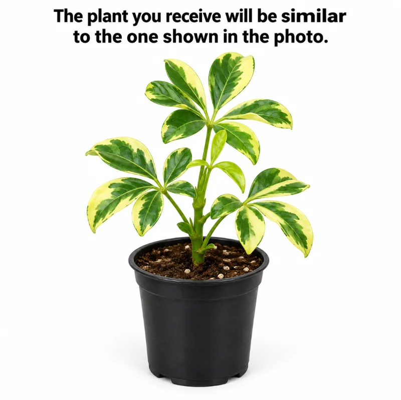 Trinette Plant Live – Potted Houseplant – 4 Inch Pot – Indoor Foliage - Image 2