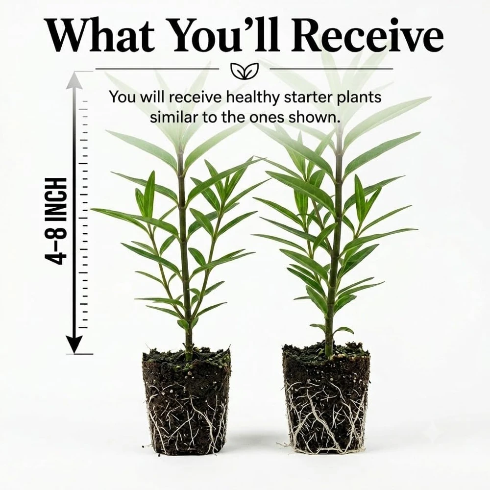 Tropical Milkweed Live Plants – Set of 2 – 4-8 Inch Tall – Outdoor Flower - Image 2