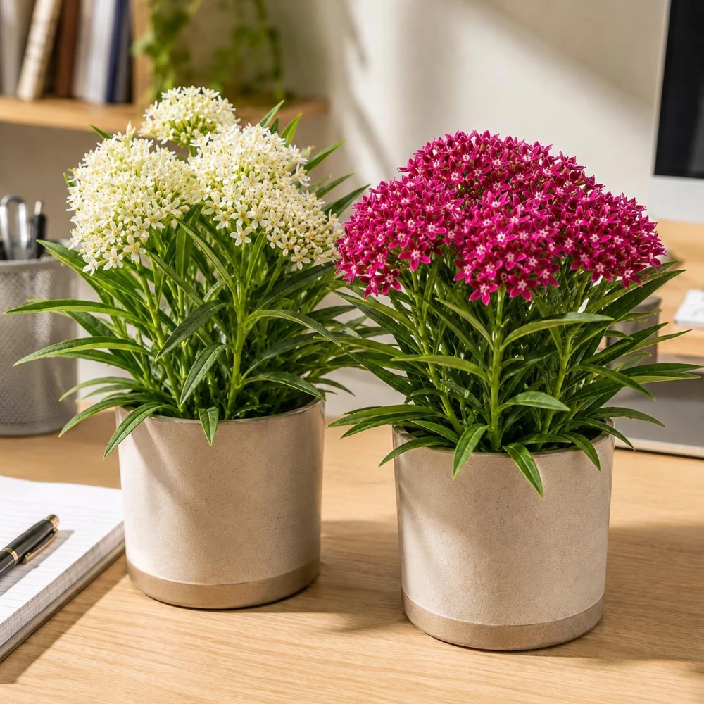 Tropical Milkweed Live Plants – Set of 2 – 4-8 Inch Tall – Outdoor Flower - Image 3