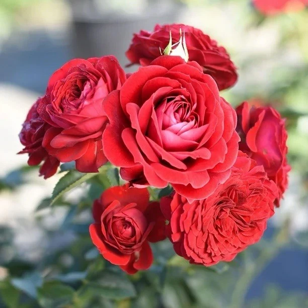 True Love Rose Cuttings - 5 Unrooted for Planting - Outdoor - Image 1