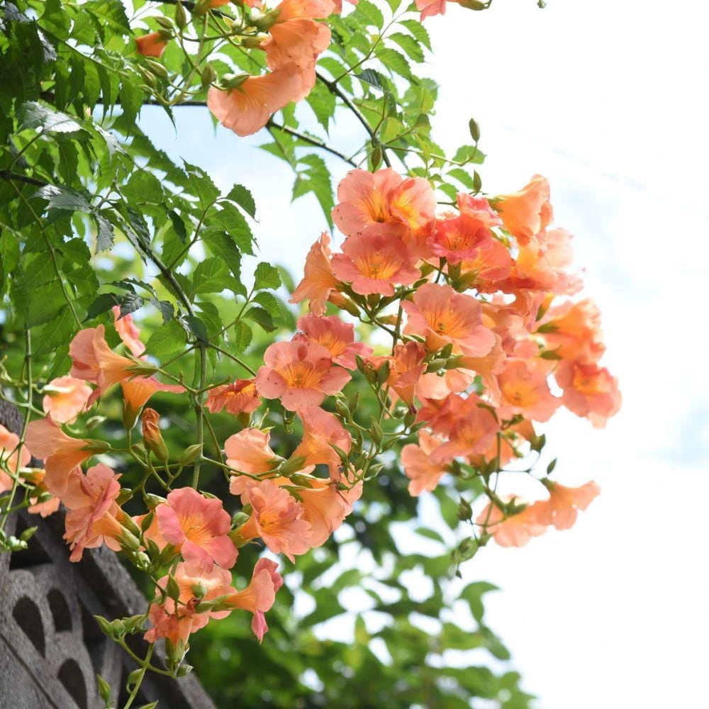 Trumpet Creeper Vine Seeds - 100+ Perennial Flowering Climber for Full Sun - Image 2