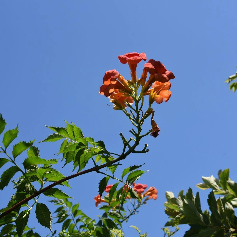 Trumpet Creeper Vine Seeds - 100+ Perennial Flowering Climber for Full Sun - Image 3