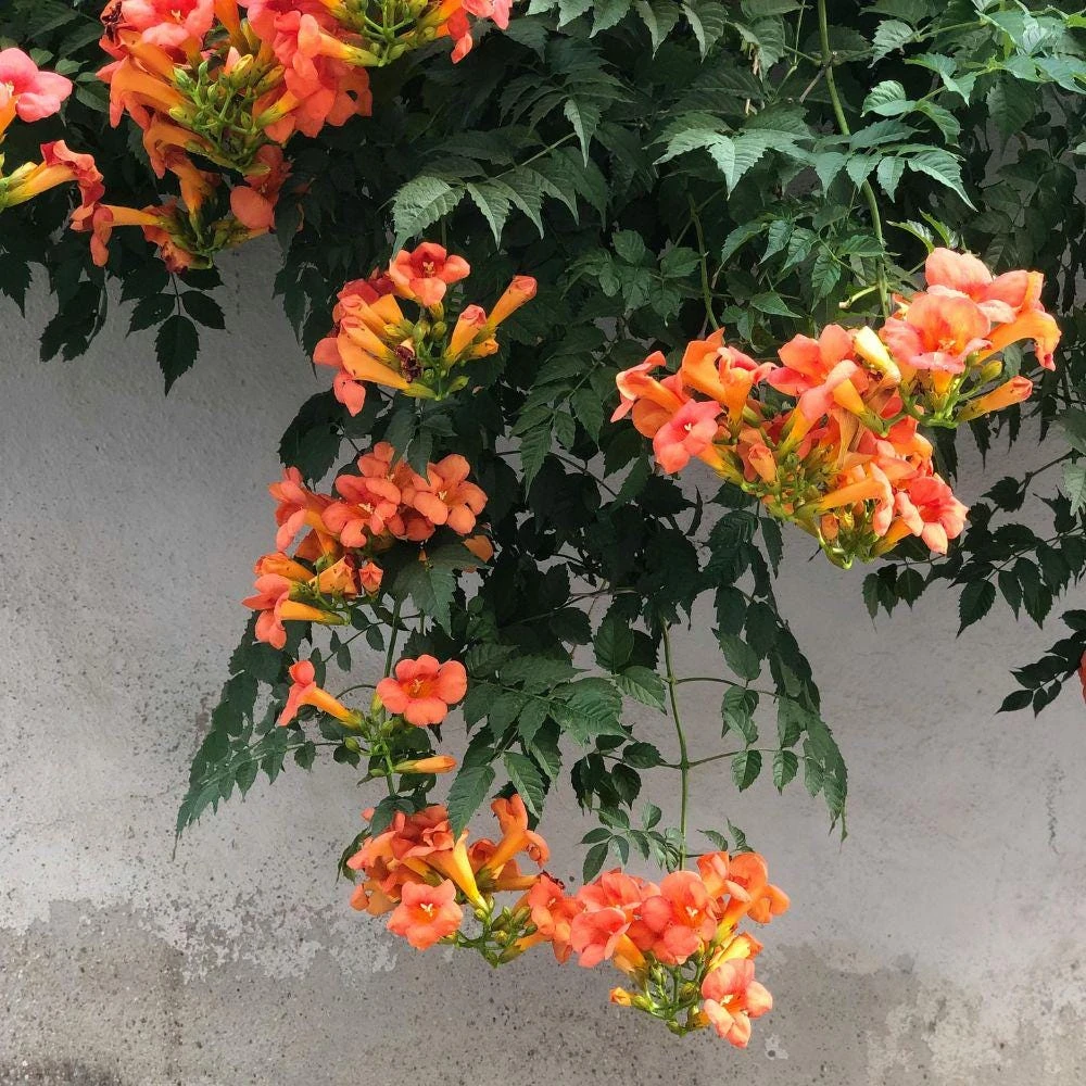 Trumpet Creeper Vine Seeds - 100+ Perennial Flowering Climber for Full Sun - Image 4