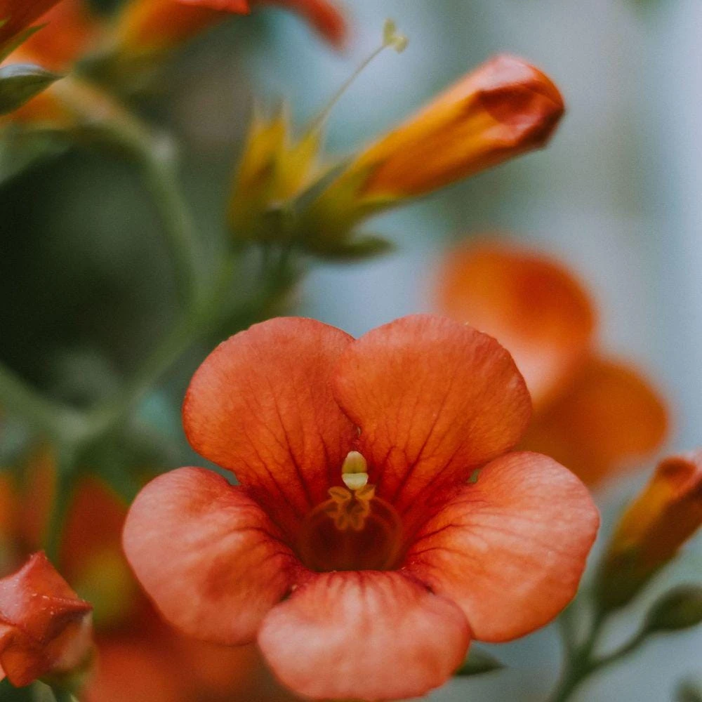 Trumpet Creeper Vine Seeds - 100+ Perennial Flowering Climber for Full Sun - Image 5