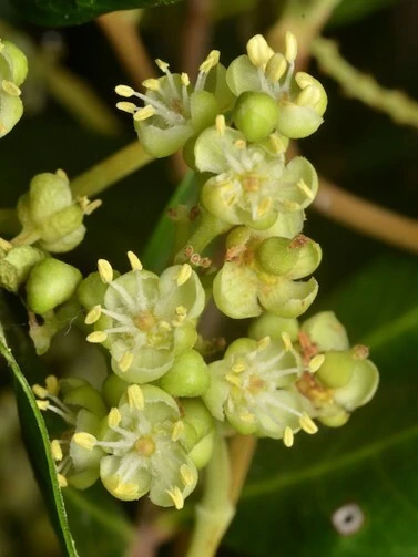 Tuckeroo Tree Seeds - Cupaniopsis anacardioides - Beach Tamarind - 10 Seeds - Image 1