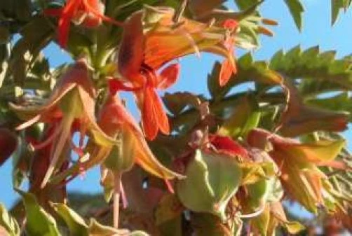 Tufted Honey Flower Seeds - Melianthus Comosus - 10 Seed Pack - Perennial - Image 2