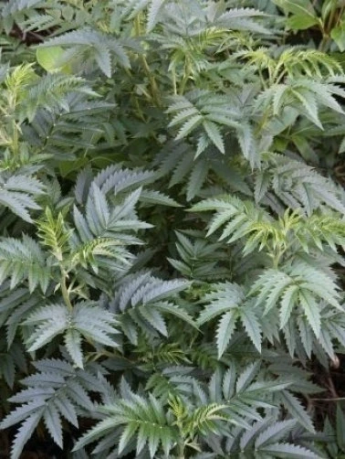 Tufted Honey Flower Seeds - Melianthus Comosus - 10 Seed Pack - Perennial - Image 3