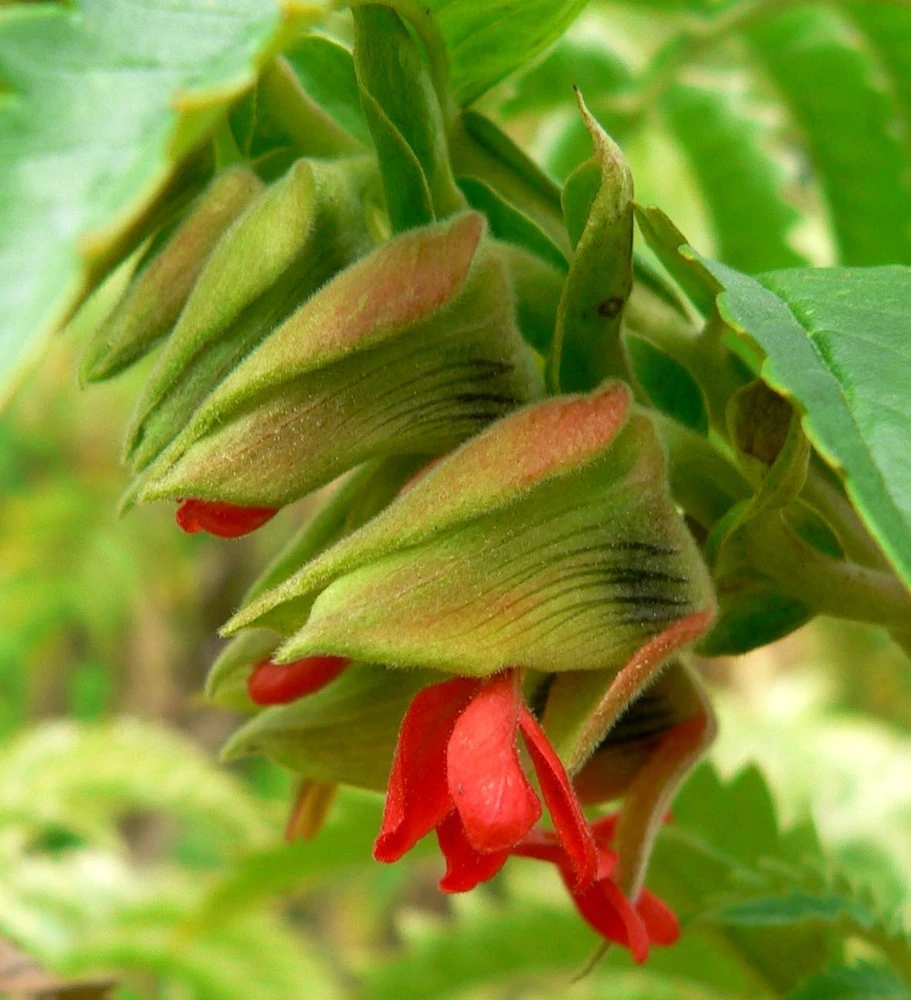 Tufted Honey Flower Seeds - Melianthus Comosus - 10 Seed Pack - Perennial - Image 1
