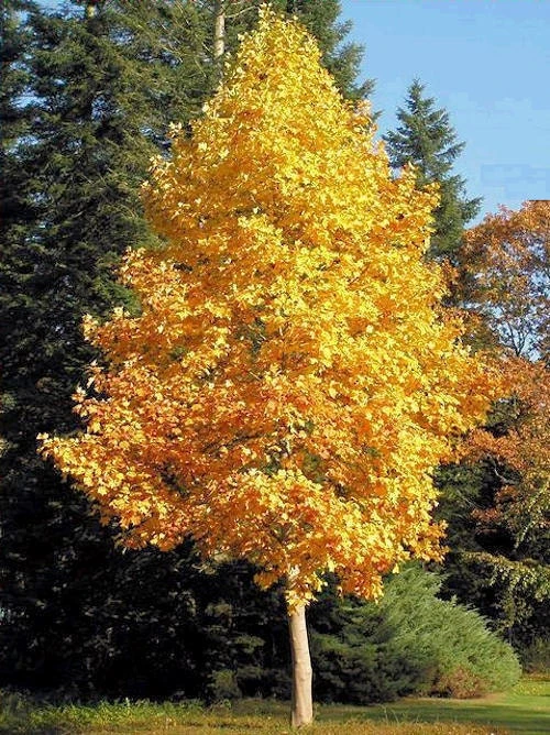 Tulip Tree Live Plant – 1 Quart Pot, Fast Growing, Outdoor - Image 2