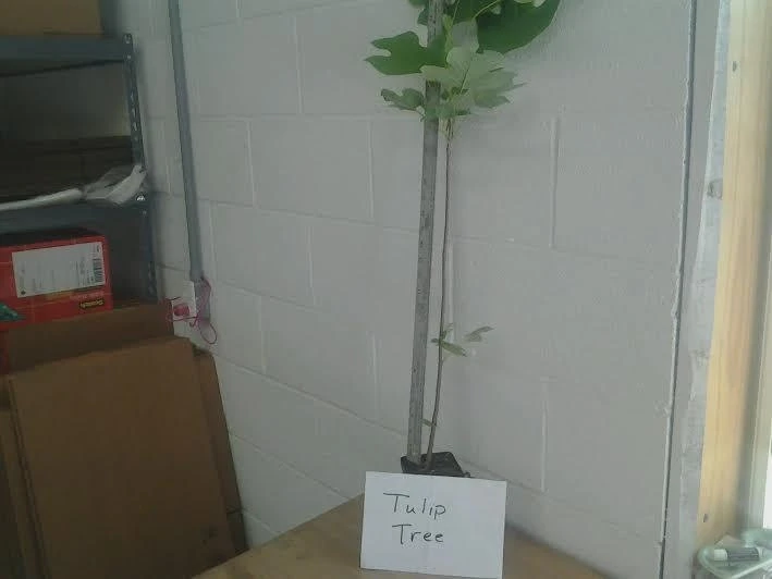 Tulip Tree Live Plant – 1 Quart Pot, Fast Growing, Outdoor - Image 3