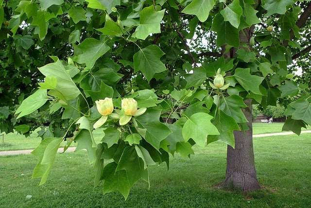 Tulip Tree Live Plant – 1 Quart Pot, Fast Growing, Outdoor - Image 4
