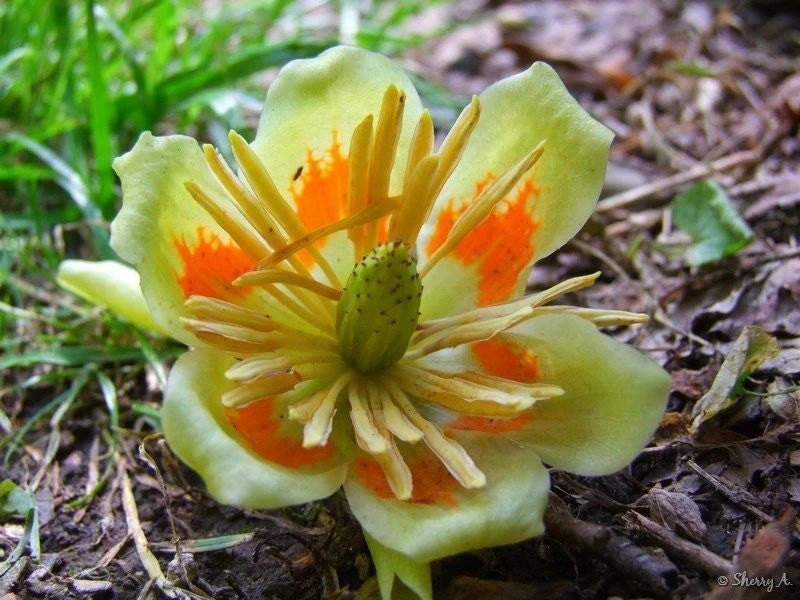 Tulip Tree Live Plant – 1 Quart Pot, Fast Growing, Outdoor - Image 5