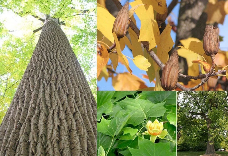 Tulip Tree Live Plant – 1 Quart Pot, Fast Growing, Outdoor - Image 6
