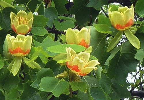 Tulip Tree Live Plant – 1 Quart Pot, Fast Growing, Outdoor - Image 1