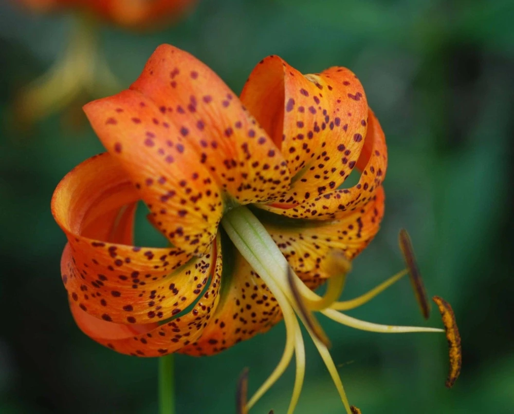 Turk's Cap Lily Bulbs - 5 Lilium Superbum Bare Root Bulbs - Outdoor Wildflower - Image 1