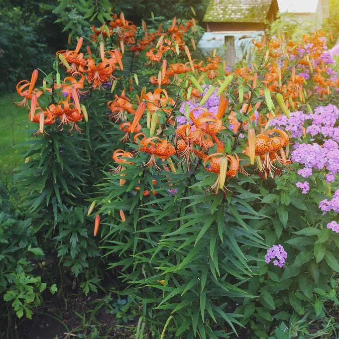 Turk's Cap Lily Bulbs - 5 Pack - Orange Spotted Wildflower - Hardy Zones 4-9 - Image 2