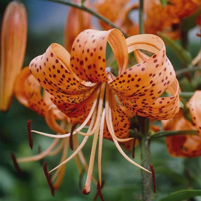 Turk's Cap Lily Bulbs - 5 Pack - Orange Spotted Wildflower - Hardy Zones 4-9 - Image 4