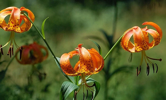 Turks Cap Lily Seeds - Lilium superbum - 10 Perennial Seeds - Image 1