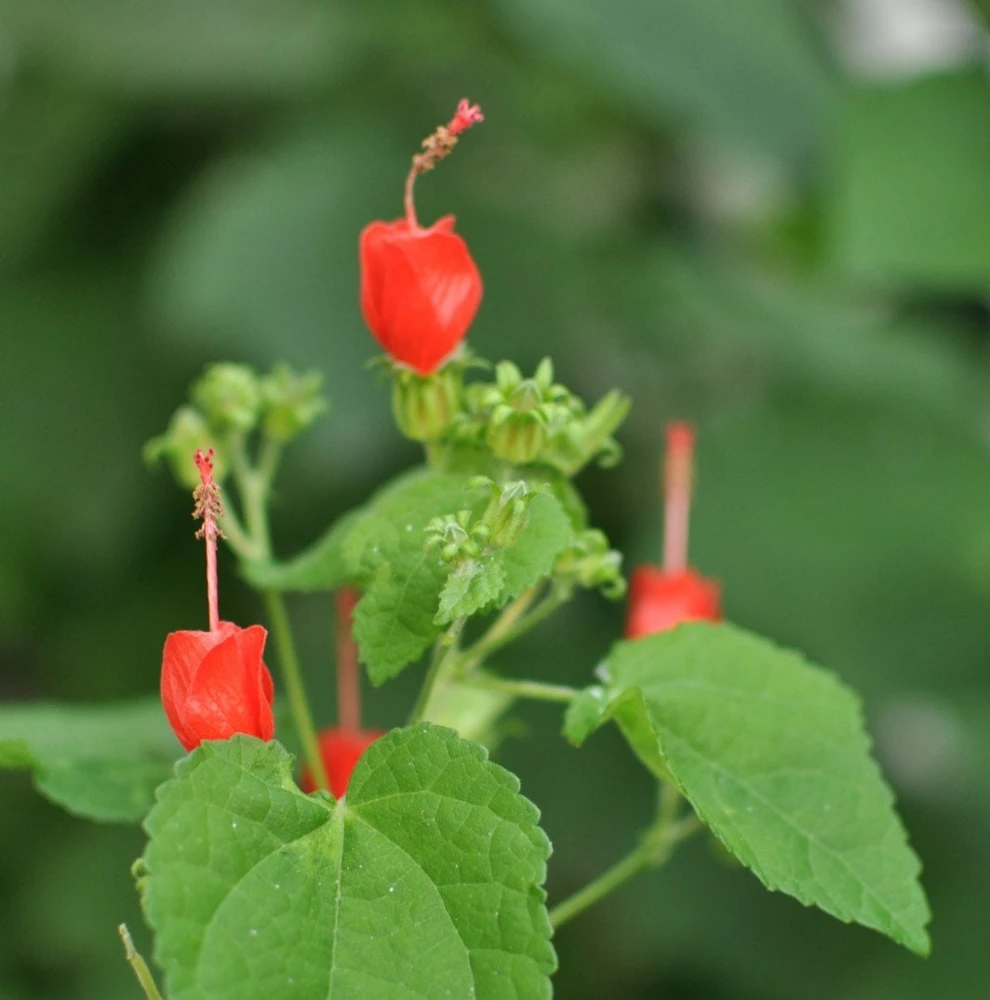 Turks Cap Live Plant – 1 Gallon Pot – Outdoor Shrub – Attracts Hummingbirds - Image 1