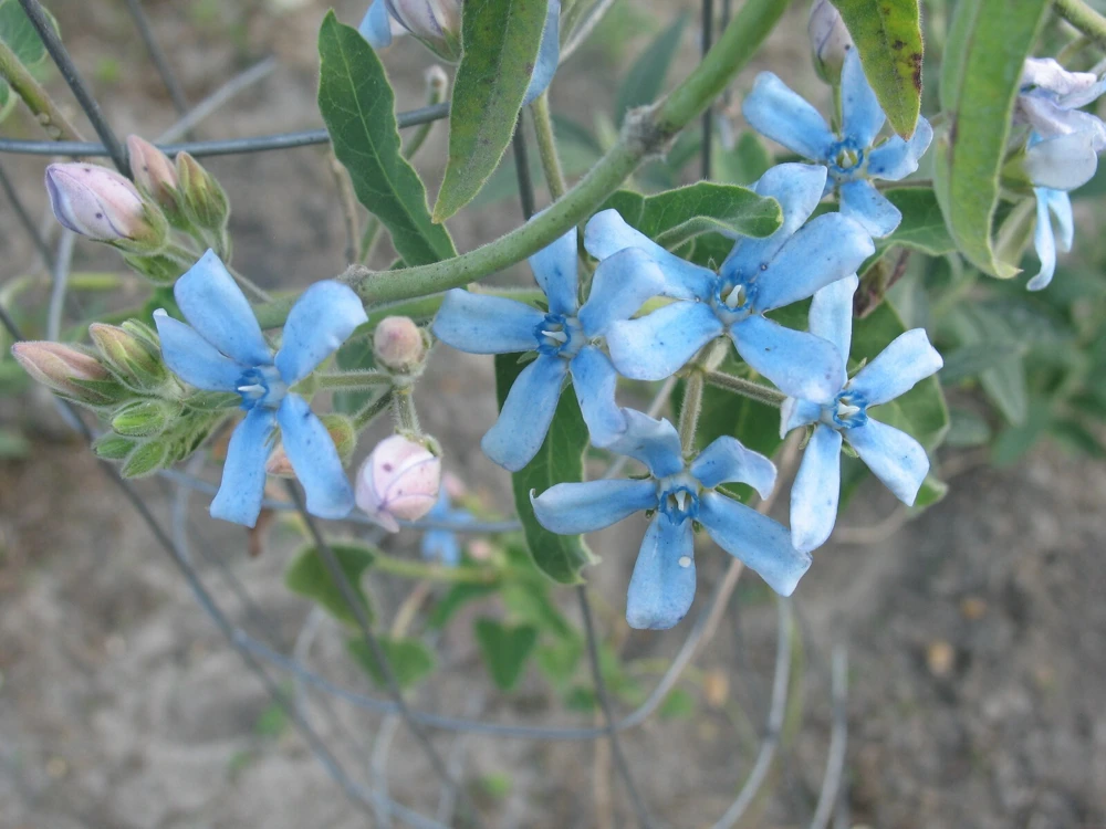 Tweedia Blue Star Milkweed Seeds - Oxypetalum caeruleum - 10 Seeds - Perennial - Image 1