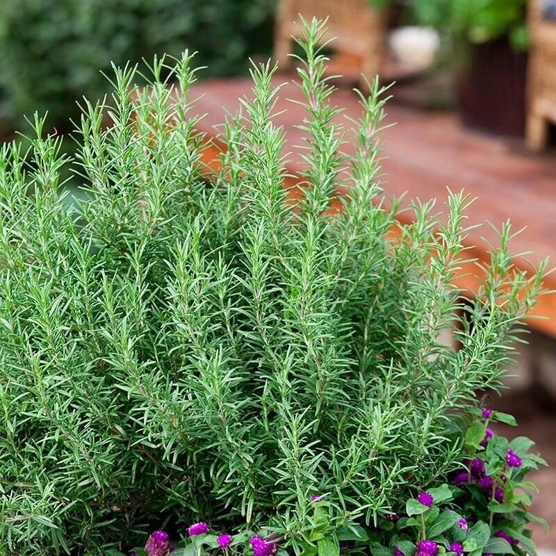 Upright Rosemary Live Plant 1 Gallon - Aromatic Herb, Zone 7-10 - Image 1