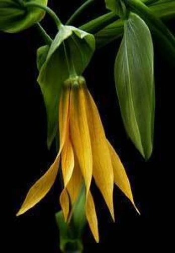 Uvularia Grandiflora Seeds - Large Bellwort Flower Seeds - 8 Seeds - Image 1