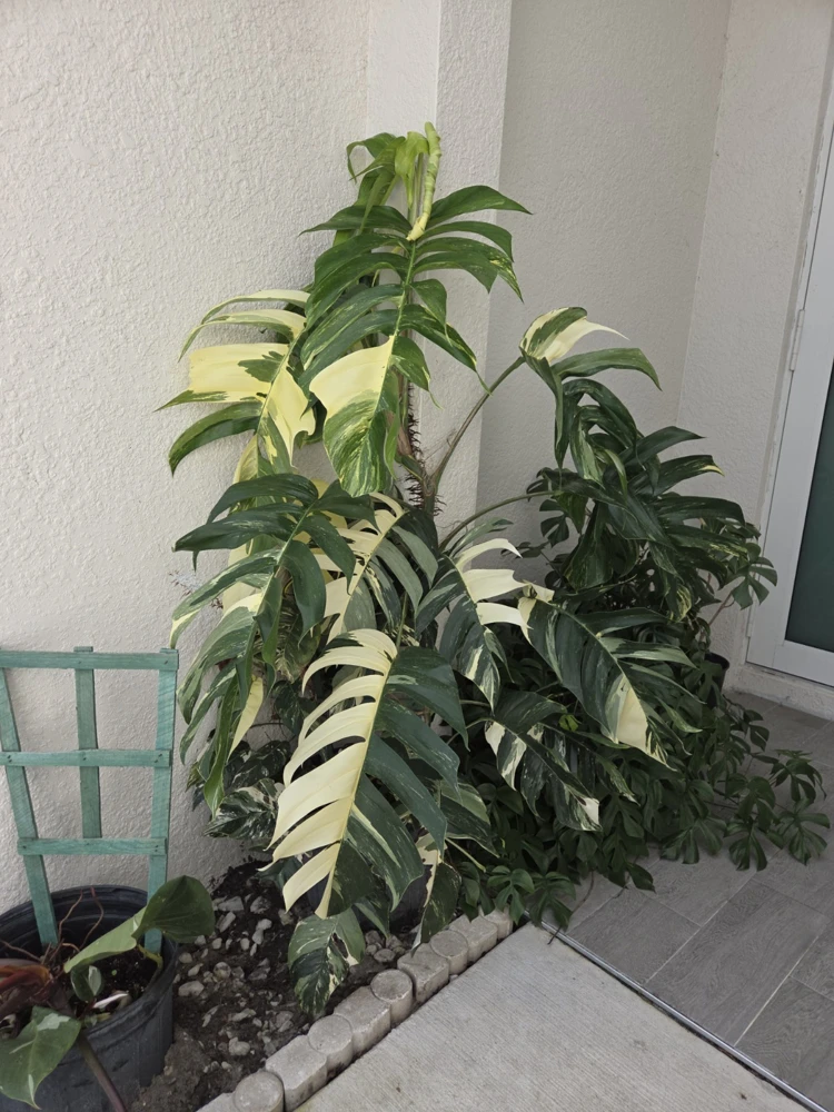 Variegated Albo Pothos Live Plant - 4 inch Nursery Pot - Indoor/Outdoor - Image 1