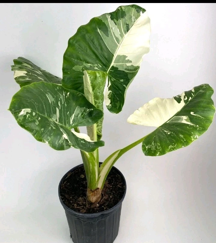 Variegated Alocasia Macrorrhiza Live Plant, 4" Pot, 4 Leaves, Indoor/Outdoor - Image 2