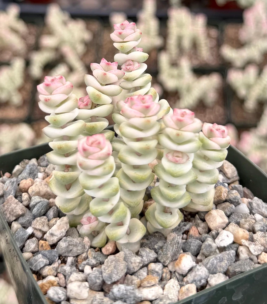 Variegated Baby Necklace Succulent Live Plant - Crassula Rupestris in 4" Pot - Image 1