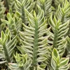 Variegated Backbone Live Plant in a 4 Inch Pot, Tropical Succulent Shrub for Garden Planting - Image 1