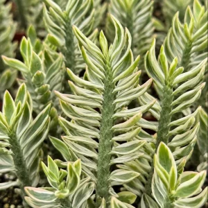 Variegated Backbone Live Plant in a 4 Inch Pot, Tropical Succulent Shrub for Garden Planting - Image 1