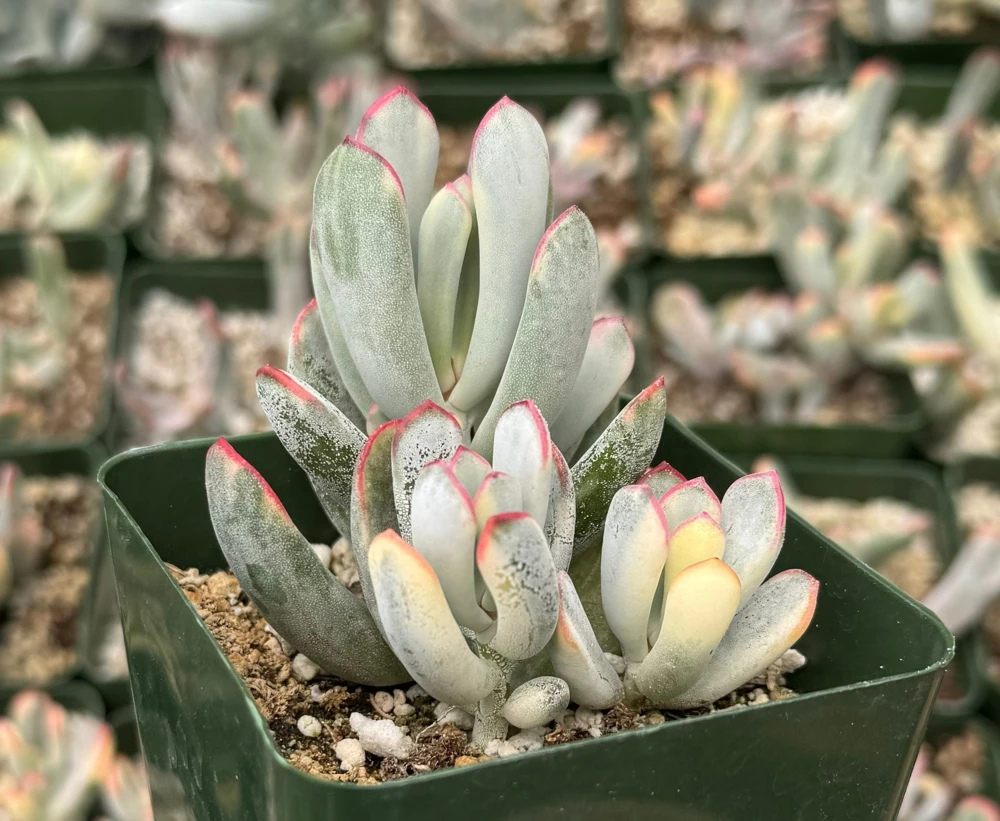 Variegated Cotyledon Orbiculata Long Leaf Succulent - Live Plant in 2" Pot - Image 2