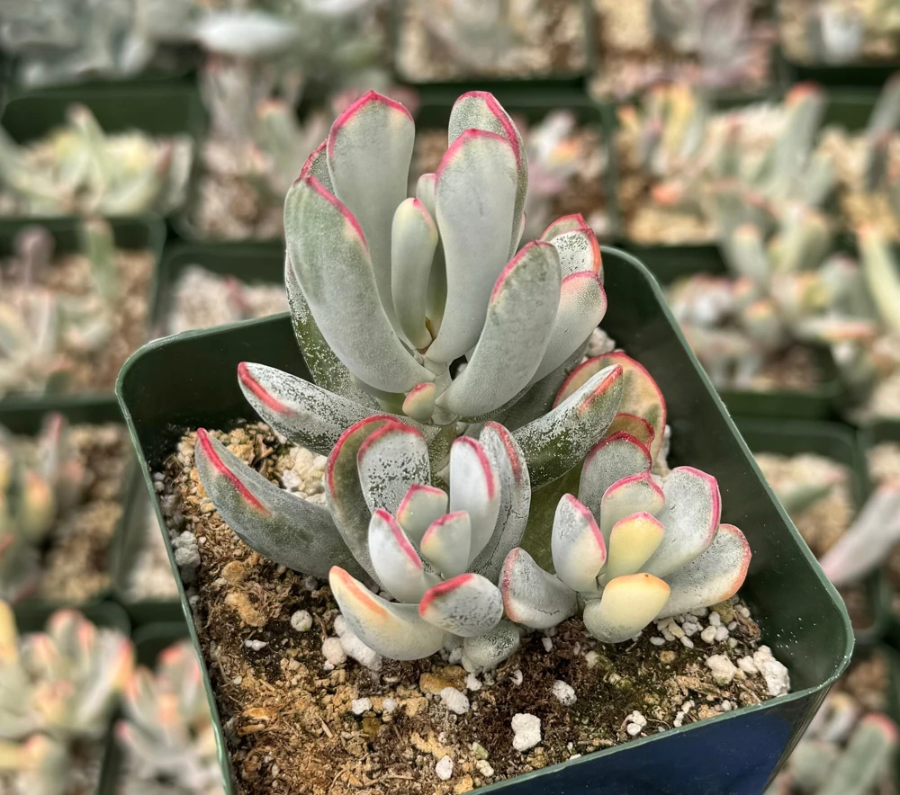 Variegated Cotyledon Orbiculata Long Leaf Succulent - Live Plant in 2" Pot - Image 3