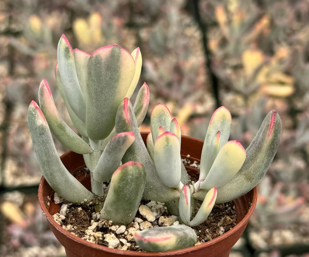 Variegated Cotyledon Orbiculata Long Leaf Succulent - Live Plant in 2" Pot - Image 4