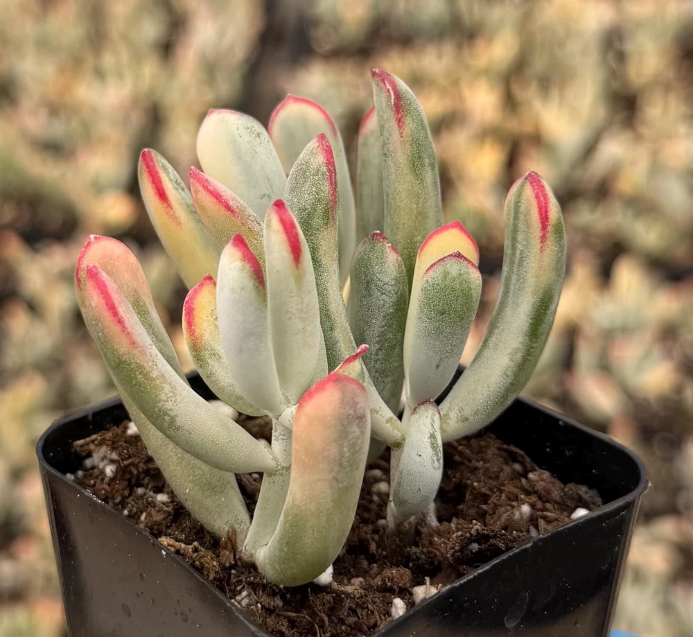 Variegated Cotyledon Orbiculata Long Leaf Succulent - Live Plant in 2" Pot - Image 1