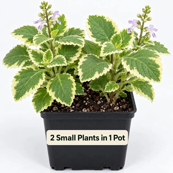 Variegated Cuban Oregano Live Plant - Broadleaf Thyme Culinary Herb - 4" Pot - Indoor/Outdoor - Image 1