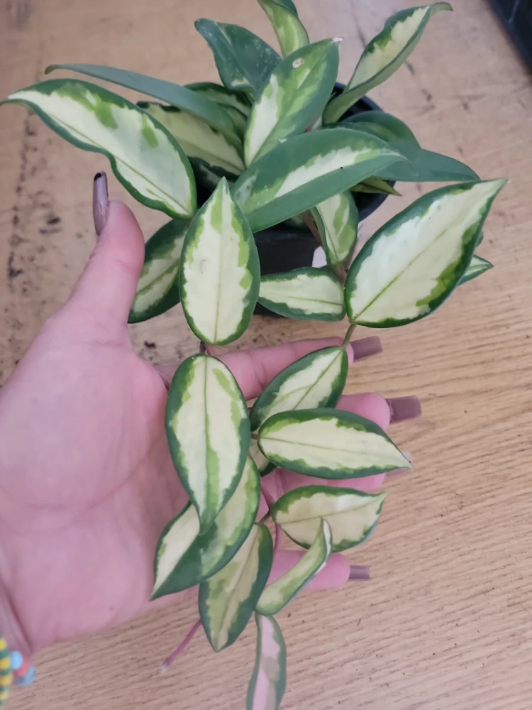 Variegated Hoya Krimson Princess Live Plant 5 inch in 4 inch Pot Indoor/Outdoor - Image 3